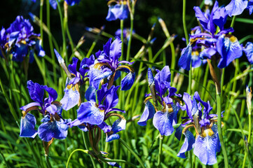 Violet and blue iris flowers closeup on green garden background. Sunny day. Lot of irises. Large cultivated flowerd of bearded iris (Iris germanica). Blue and violet iris flowers are growing in garden