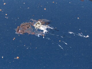 Bird poop on car 