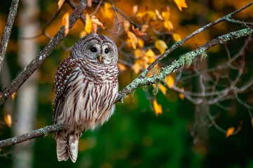 Foto auf Acrylglas An image of a barred owl perched in an old moss covered tree at the edge of the forest at dusk. © Ron Dubreuil