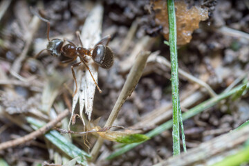 A nest-building ant. anthill