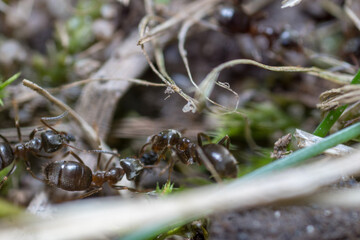 A nest-building ant. anthill
