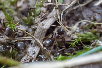 A nest-building ant. anthill
