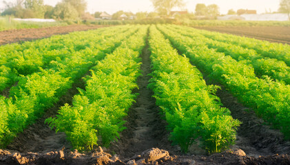 Plantations of young carrots grow in the field on a sunny day. Vegetable rows. Growing vegetables. Farm. Crops Fresh Green Plant. Agriculture, farming. Carrot. Selective focus