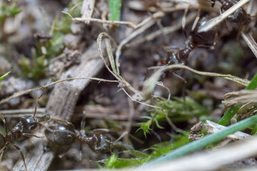 A nest-building ant. anthill