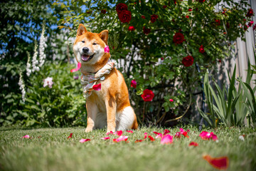 Shiba inu japanese dog puppy.  Roses and rose leaves are all around.