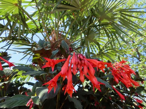 Fuchsia Koralle and palm