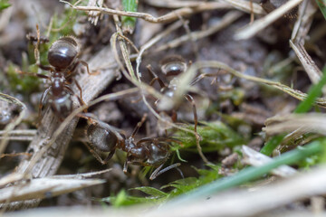 A nest-building ant. anthill