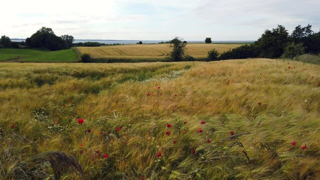 Wheat field in Schleswig Holstein Germany