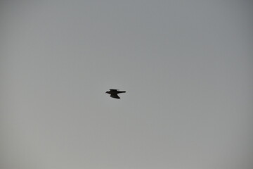Flying house sparrow in the blue sky.