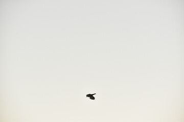 Flying house sparrow in the blue sky.