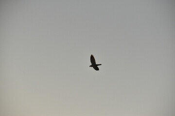 Flying house sparrow in the blue sky.