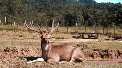 Obraz premium An adult red Javan Deer Stag or Buck (Cervus Timorensis) with big horns resting and lying down in the woods and field of Rancaupas Captive Deer Park, located in Bandung, West Java, Indonesia.