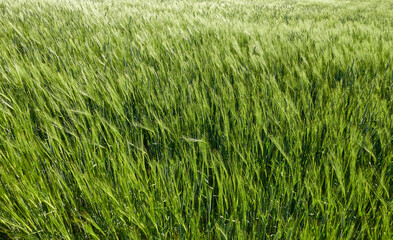 Many wind turbines against a blue cloudy sky, green wheat field in the foreground.