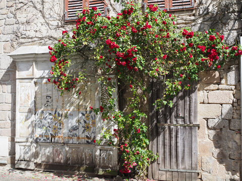 roser en fleur sur une fa&ccedil;ade dans un village - Corr&egrave;ze