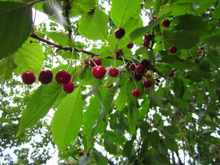 Owoce wiśni na gałęzi. © WalDec