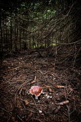 Mushroom in forest, Muran plain, Slovakia, seasonal natural scene