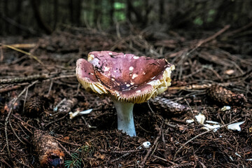 Mushroom in forest, Muran plain, Slovakia, seasonal natural scene