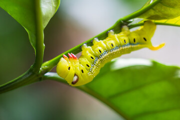 Close up green worm or Daphnis neri worm on the stick tree in nature and enviroment