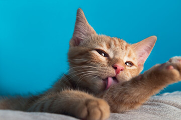 Close up of cute little red kitten, while its licking its paw, blue background