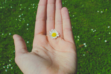 daisy between the fingers of the hand