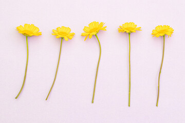 five yellow flowers in a row on lilac background