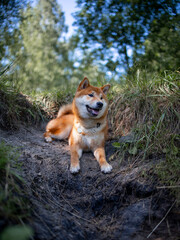 Shiba inu japanese dog puppy. 
