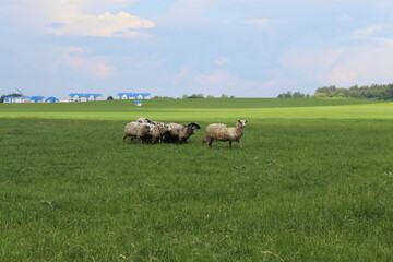 Obraz premium sheep in the field