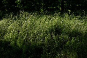 Tall natural meadow grass. Can be used as a cover or background with white text or image over it. Ecology, environment preservation, wilderness, relaxation, recreation concept. Dark, details, focus.