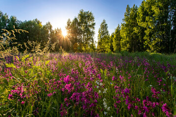Red flowers in wild field on beautiful sunset. Summer background in Russia.