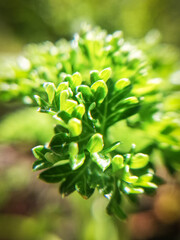 close up of green leaves. Parsley. Macro photography of nature