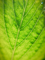 green leaf texture. Vein leaf. Macro photography of nature