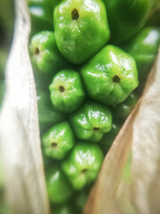 weird green peas of a flower. Macro photography of nature