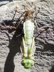Close-up of a Dragonfly. Birth of a dragonfly. Macro photography of nature. Animal. 