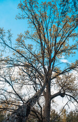 Picturesque oak forest in the center of Europe