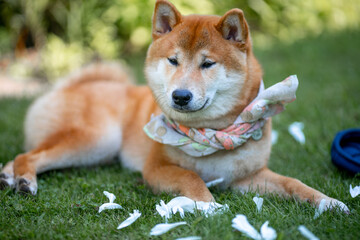Fototapeta premium Shiba inu japanese dog puppy. 