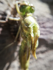 Close-up of a Dragonfly. Birth of a dragonfly. Macro photography of nature. Animal. 