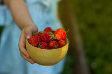 Little girl in a blue dress holds in her hands a red ripe strawberry in  wooden bowl. Fresh strawberries from the garden. Summer healthy eating concept.
