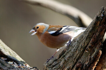 Male chaffinch perched and feeding in the woods