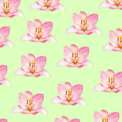 Fototapeta na wymiar Flowers pattern background on the green background.