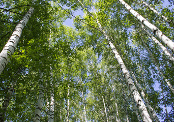 Fototapeta premium Sky through the treetops in a birch grove in the forest