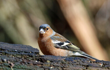 Male chaffinch perched in the woods