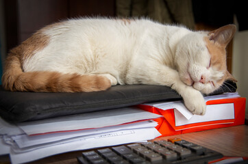 Biały kot śpi na dokumentach. 