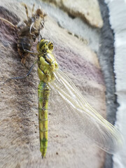 Close-up of a Dragonfly. Birth of a dragonfly. Macro photography of nature. Animal. 