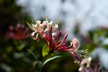 Blooming honeysuckle