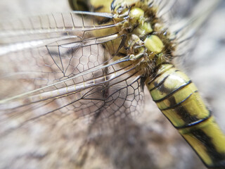 Close-up of a Dragonfly. Birth of a dragonfly. Macro photography of nature. Animal. 