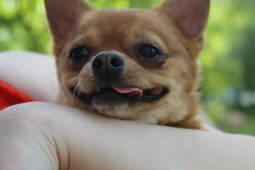 french bulldog puppy