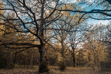 Fototapeta na wymiar Picturesque oak forest in the center of Europe