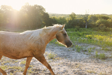 Young Palomino horse in rural Texas farm field at sunrise during summer.