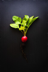 Top view of a red radish with roots and bright green leaves on a black slate plate. Concept of healthy, organic nutrition with fresh vegetables. Dark background, bright colors, spotlight, copy space.