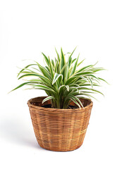 Spider Plant in bamboo pot isolated on white background